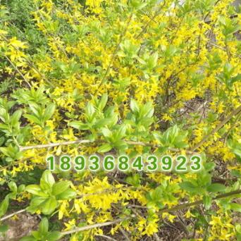 批发优质绿化苗 连翘小苗 又名黄老虎 庭院观花植物 连翘苗图2