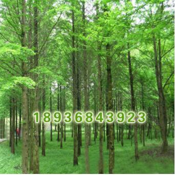 基地自产自销 水杉小苗 水杉树苗 根系发达 成活率高 水杉苗批发图3