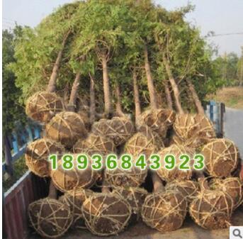 基地自产自销 水杉小苗 水杉树苗 根系发达 成活率高 水杉苗批发图2