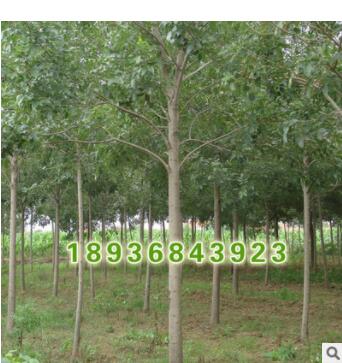 基地直销优质林木 白蜡小苗 工程绿化用苗白蜡苗 园林绿化白蜡苗图2