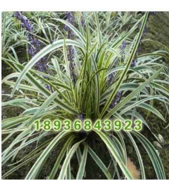 批发地被绿化花草小苗 金边麦冬小苗 四季常青金边麦冬草坪苗图3