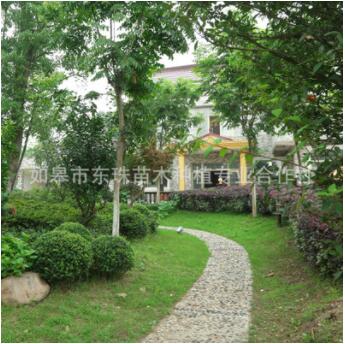 东珠苗木道路绿化花树花草植物修整养护草坪草皮铺设净化空气灌木图2