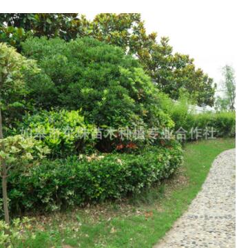 东珠苗木道路绿化花树花草植物修整养护草坪草皮铺设净化空气灌木图3