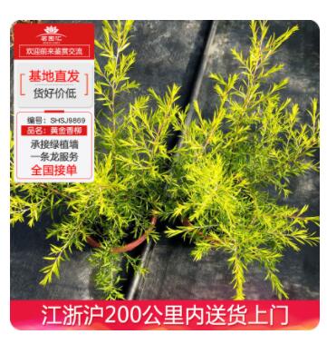 黄金香柳工程苗木盆栽室内绿化植物图2