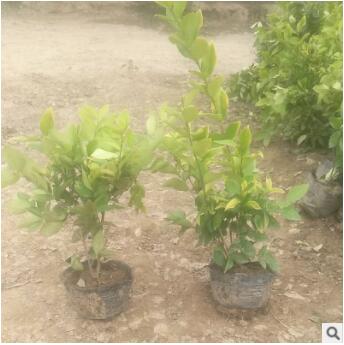 女贞工程苗木盆栽室内绿化植物图2