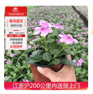 长春花工程苗木盆栽室内绿化植物