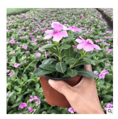 长春花工程苗木盆栽室内绿化植物图2