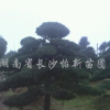罗汉松