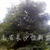 红枫
