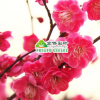 骨里红梅花 高档盆栽红梅花 梅花苗红梅苗 梅花小苗 骨红梅花树苗
