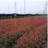 红叶石楠小苗庭院绿化苗木高杆树苗绿化植物绿色植物工程苗红罗宾