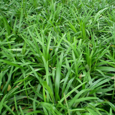 绿化小苗 麦冬草 护坡绿化 麦冬草小苗 规格齐全工程绿化草坪