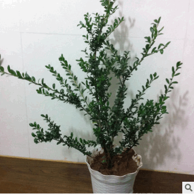 龟甲冬青大苗小苗批发龟甲冬青树苗 龟甲冬青球豆瓣冬青龟背冬青