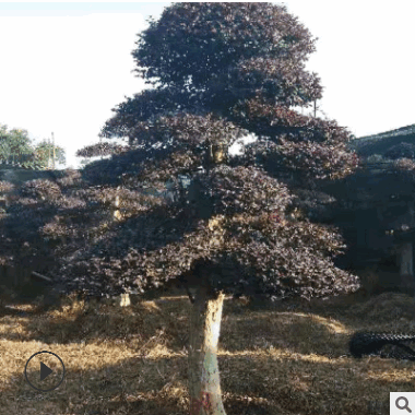 批发造型红花继木桩 精品园林绿化庭院工程苗木 湖南苗圃基地直销