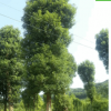 批发骨架香樟树苗园林绿化造型苗木移植量大从优常绿乔木基地直销