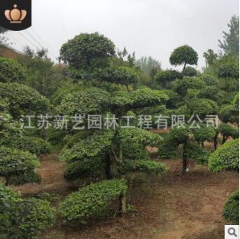 苗圃基地培育小叶女贞造型树大量批发园林绿化工程用造型小叶女贞图3