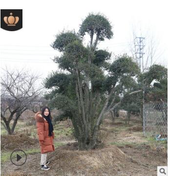 苗圃基地培育小叶女贞造型树大量批发园林绿化工程用造型小叶女贞