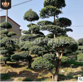 苗圃基地培育小叶女贞造型树大量批发园林绿化工程用造型小叶女贞图2