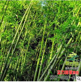 批发竹子 金镶玉 四季竹 金丝竹 毛竹 工程 庭院绿化图3