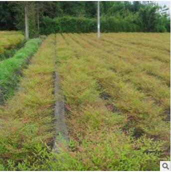 批发兰天竹绿化工程苗盆栽苗红天竹南天竹苗 南天竺苗 彩色绿化苗图2