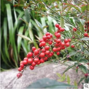 批发兰天竹绿化工程苗盆栽苗红天竹南天竹苗 南天竺苗 彩色绿化苗图3