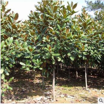 苗圃直销 优质 广玉兰 广玉兰苗供应各种工程苗木 花卉图2