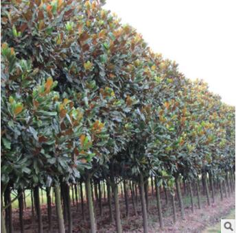 苗圃直销 优质 广玉兰 广玉兰苗供应各种工程苗木 花卉