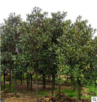 苗圃直销 优质 广玉兰 广玉兰苗供应各种工程苗木 花卉图3