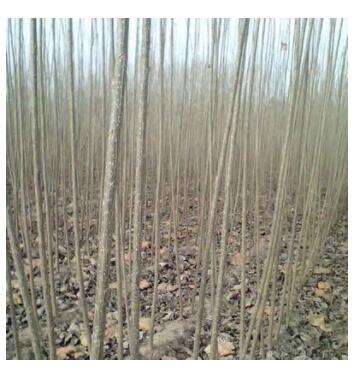 白杨树苗 速生白杨树苗 速生杨苗 扦插苗量大从优图2