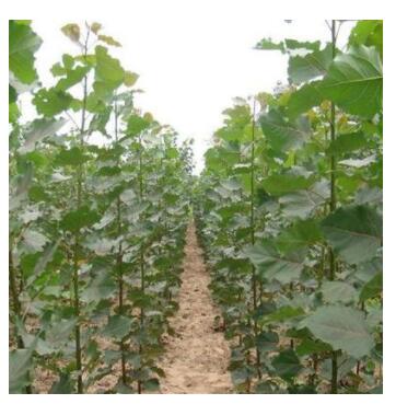 白杨树苗 速生白杨树苗 速生杨苗 扦插苗量大从优图3