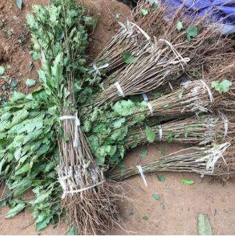 樱桃树苗 南方北方种植庭院种植果树苗 樱桃苗