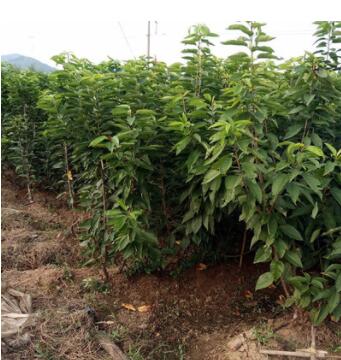 樱桃树苗 南方北方种植庭院种植果树苗 樱桃苗图3