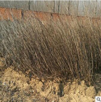 樱桃树苗 南方北方种植庭院种植果树苗 樱桃苗图2