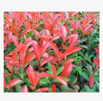 绿化树木基地批发园林工程常绿灌木高杆株庭院绿化红叶石楠图3