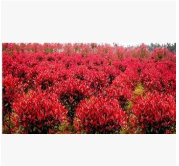 绿化树木基地批发园林工程常绿灌木高杆株庭院绿化红叶石楠图2