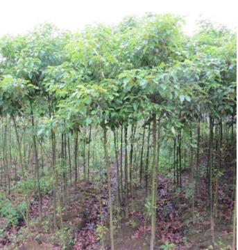 苗圃直销供应 绿化植物工程园林苗木绿化常绿乔木 香樟树图2