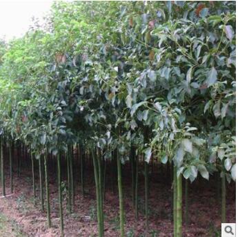 苗圃直销供应 绿化植物工程园林苗木绿化常绿乔木 香樟树图3