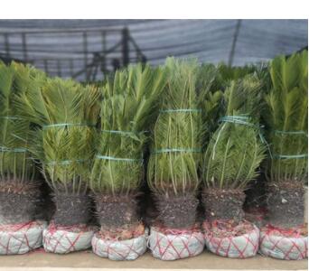 苏铁价格 铁树规格齐全 多头 单杆苏铁 湖南基地直销图3