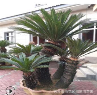 苏铁价格 铁树规格齐全 多头 单杆苏铁 湖南基地直销图2