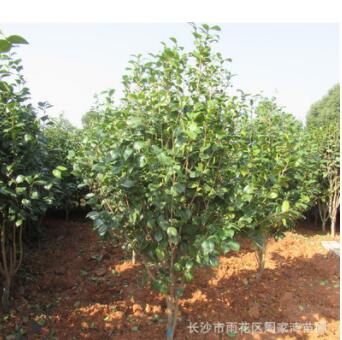 批发园林绿化苗木茶花球 茶花树 盆栽茶花 茶花苗各种规格齐全图3
