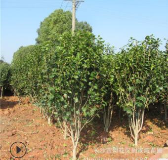 批发园林绿化苗木茶花球 茶花树 盆栽茶花 茶花苗各种规格齐全图2