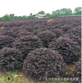 批发红继木 红花继木球 红继木小苗造型红桎木价格 绿化工程苗木图3