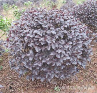 批发红继木 红花继木球 红继木小苗造型红桎木价格 绿化工程苗木图2