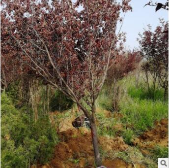 大量出售美人梅 带土球发货多年种植经验美人梅树苗图3