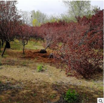 大量出售美人梅 带土球发货多年种植经验美人梅树苗图2