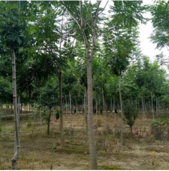 基地直销椿树 适生于深厚肥沃湿润的砂质土壤椿树树苗图2