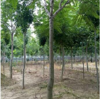基地直销椿树 适生于深厚肥沃湿润的砂质土壤椿树树苗