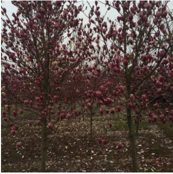 山东苗圃出售玉兰苗 花先开放叶子后长花期10天左右 玉兰花树图3