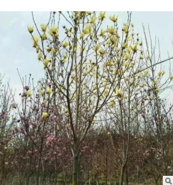 山东苗圃出售玉兰苗 花先开放叶子后长花期10天左右 玉兰花树图2