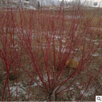 都市森林基地种植复叶槭 沿河流的冲积土贫瘠干旱立地 复叶槭图2